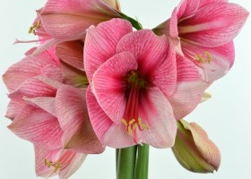 hippeastrum Purple Rain (1)